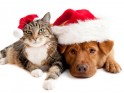 christmas-pets-dr-katrina