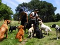 dog-walkers