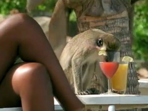 drunken monkey drink drunken monkey drink