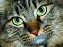 cat-closeup