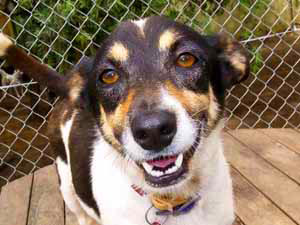 dogs-felicity