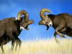 rams fighting