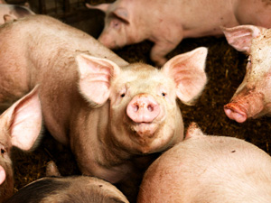 pigs-todd