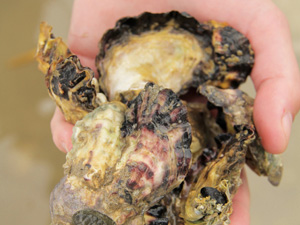 oysters-fishing