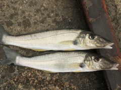 A couple of tasty sand whiting