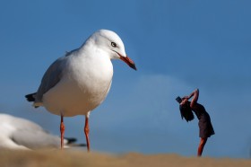 7