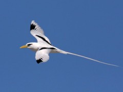 Photo: Rohan Clarke - www.wildlifeimages.com.au