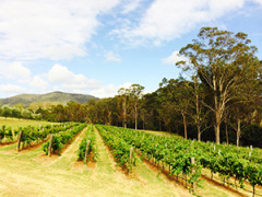 Photo: Tulloch Wines