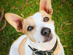 dogs-harvey