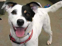 dogs-patch