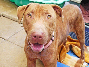Photo: Doggie Rescue