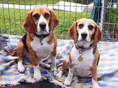 Photo: Doggie Rescue