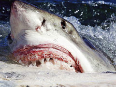 Photo: Greg Norman