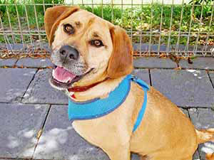Photo: Doggie Rescue