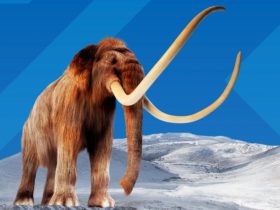Mammoths