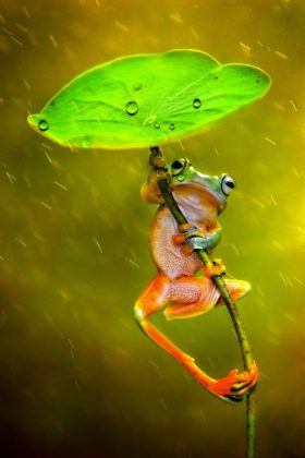 frog-umbrella