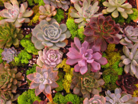the_inside_dig_succulent_workshop