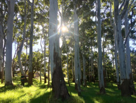 Nature-connection-walk-City-of-Sydney