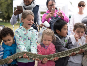 The-Australian-Wildlife-Show_700x530