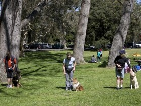 dog training