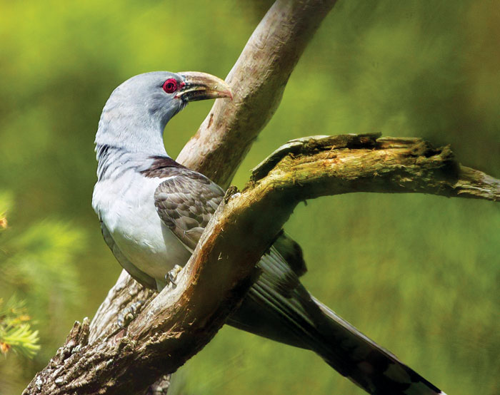 Noisy Migratory Parasitic Channel billed Cuckoos The Beast