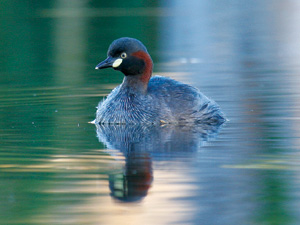 australasian-grebe