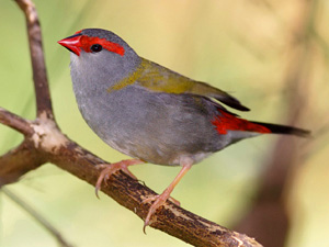 Common, Resident, Grass-seed Eater… Red-browed Finch - The Beast