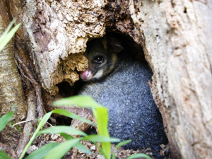 brush-tail possum