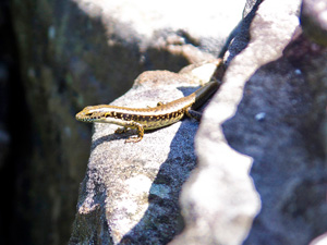 water-skink