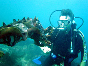 giant-cuttlefish