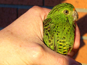 ground-parrot-malabar
