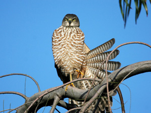 sparrowhawk