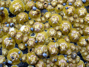 barnacles-underwater-wildlife