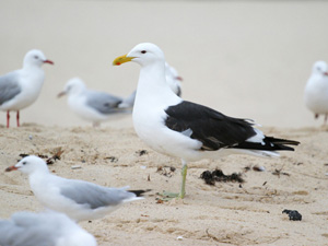kelp-gull-local-wildlife