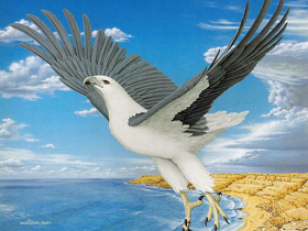 CoverArt_07_KevinStead_White-BelliedSeaEagle