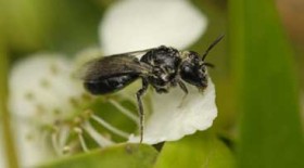 Native-Bee