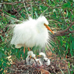wildlife-egret-on-nest