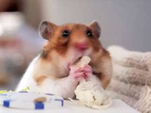 Video of the Week - Hamsters Eating Tiny Burritos (Ep. 1) - The Beast