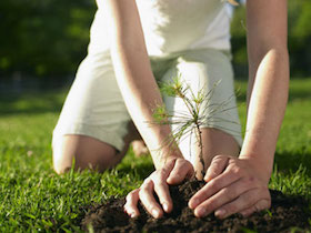 national-tree-day
