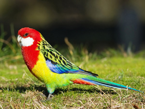 eastern colourful rosellas unmistakable parrots sized medium jj harrison