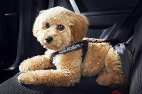 ROADIE_Cooper_L-copy