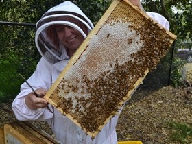 Beekeeping-for-Beginners