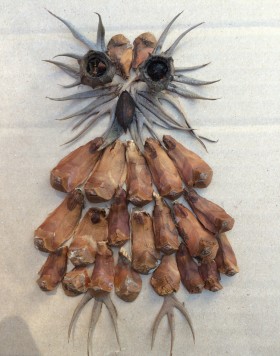 Seedy-Owl