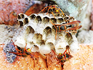 Photo: ewasp.com.au