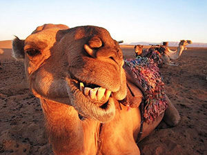 Camels never forget.