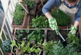 Edible-Window-Box