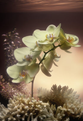Coral-Lands-LUCID-ORCHID-DREAM