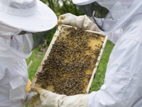 The-urban-beehive-City-of-Sydney7
