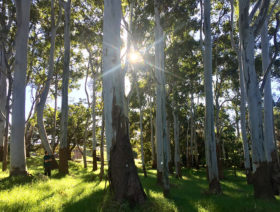 Forest-Bathing-Walk_700x530