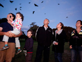 Get-Fit-For-Bats-The-Big-Bat-Walk-CoS-700x530